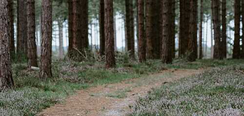 unsplash.com / Annie Spratt